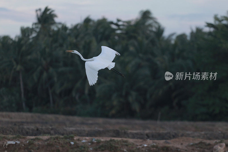 绿地里的白鹭