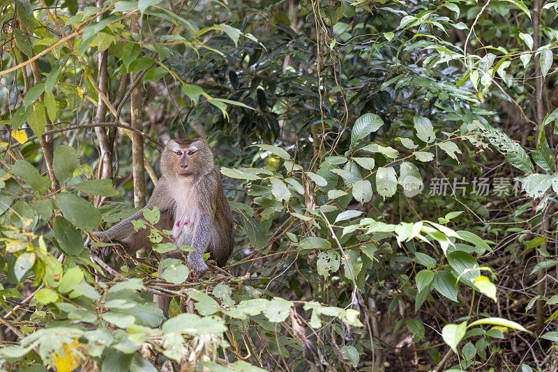 猴子在树上，猴子山