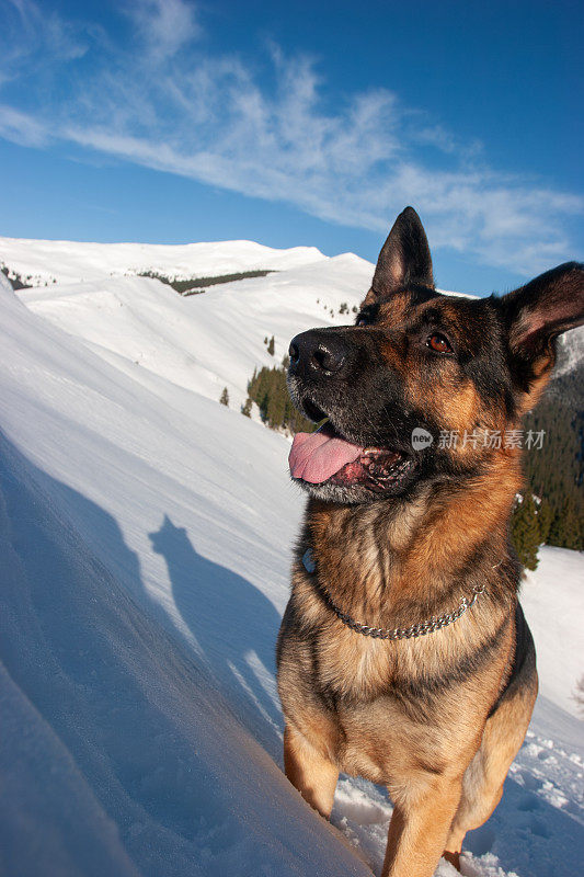 雪地里的德国牧羊犬