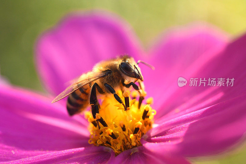 蜜蜂在宇宙花上