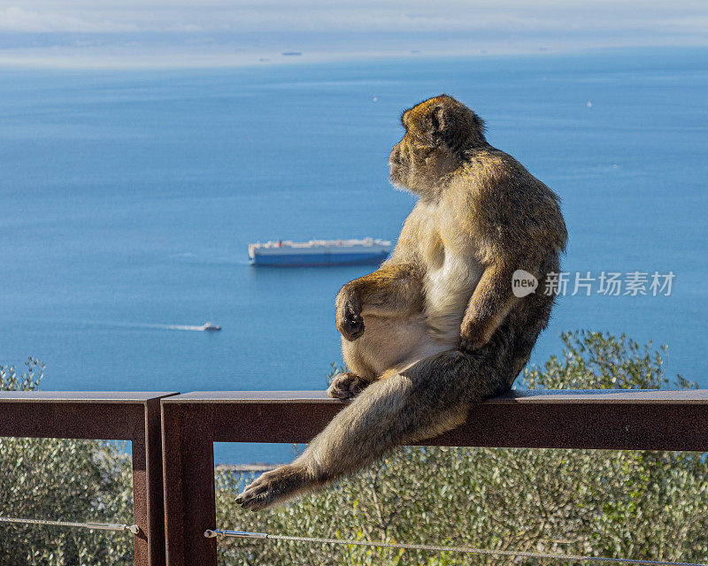 巴巴里猕猴，西瓦努斯猕猴，坐在篱笆上:直布罗陀