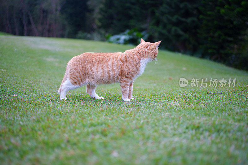 草地上的虎斑猫