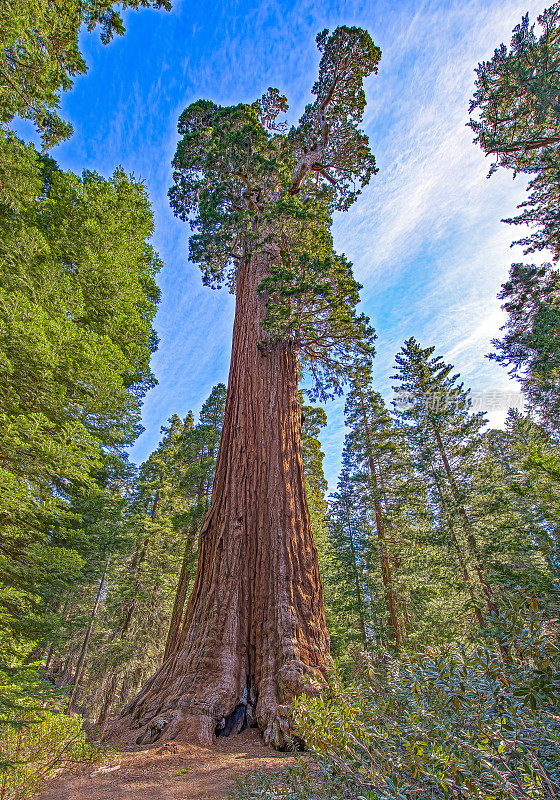 格兰特将军红杉，加州内华达山脉的国王峡谷国家公园，1700岁;268英尺高;世界上体积第三大的树;直径40英尺;