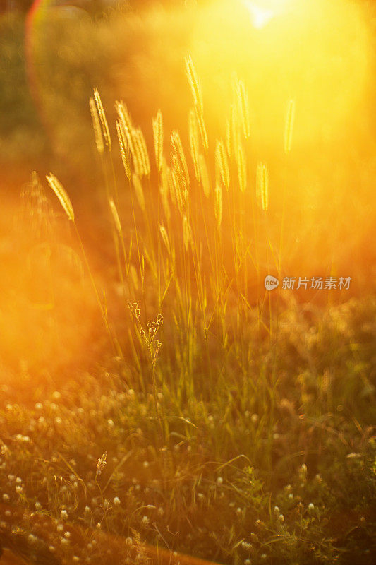 夕阳下的草地。美丽的草地与新鲜的草，阳光和黄色的镜头耀斑在大自然中，浅景深