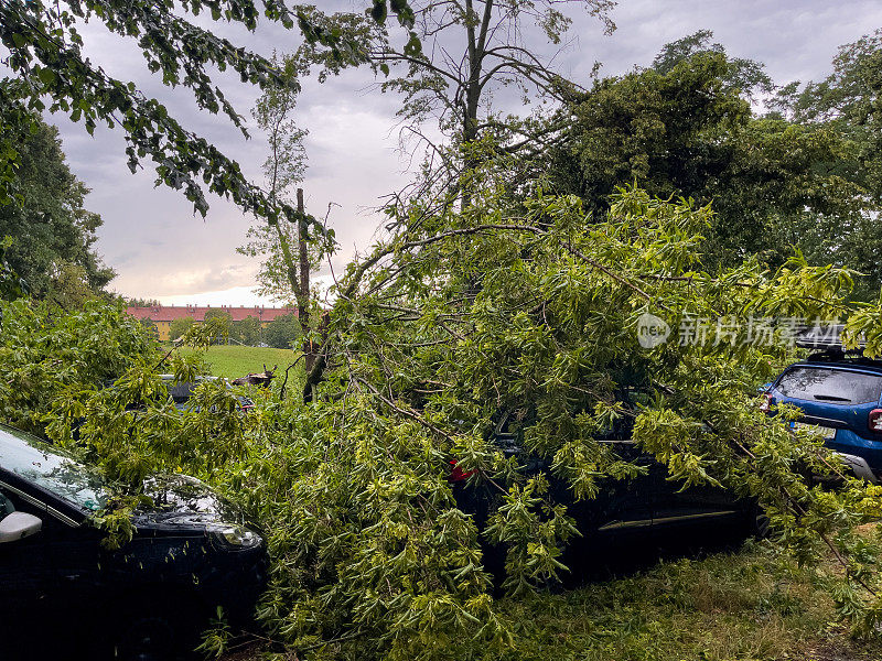 暴风雨过后，柏林一个居民区倒下的树木