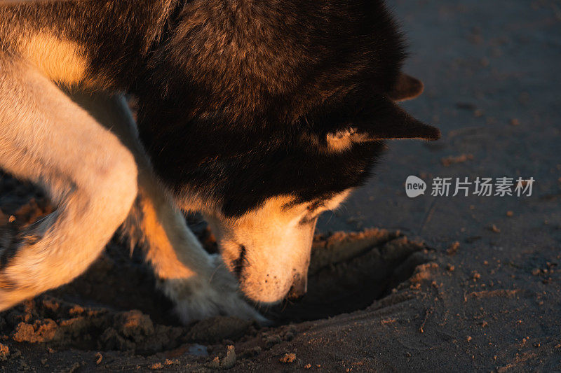 一只哈士奇狗在沙滩上挖洞。