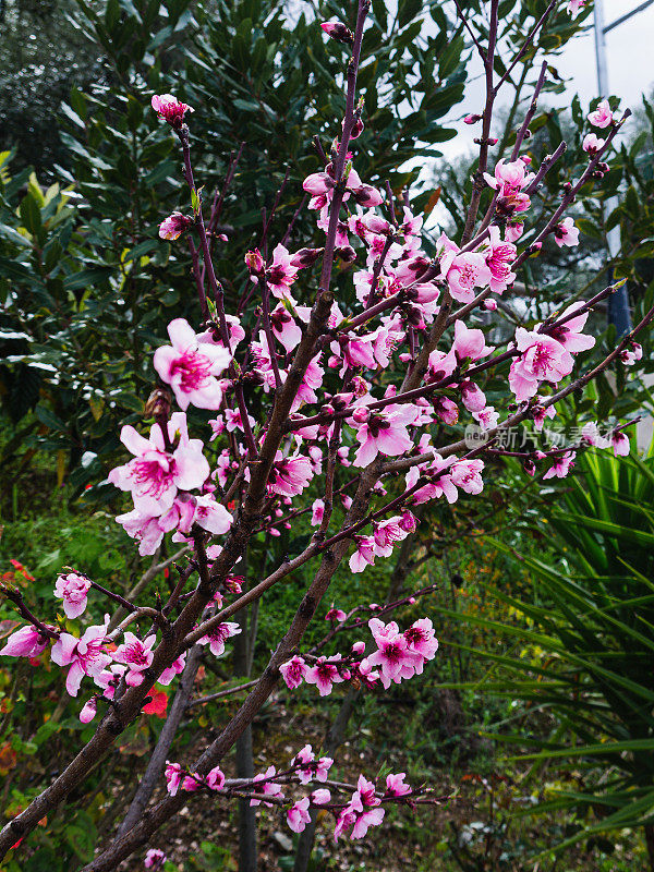 粉红色的杏仁枝在野花中，在田野中，开花早，气候变化的照片