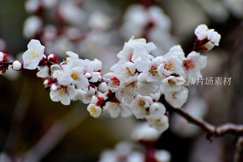 东京，日本公园里盛开的梅花