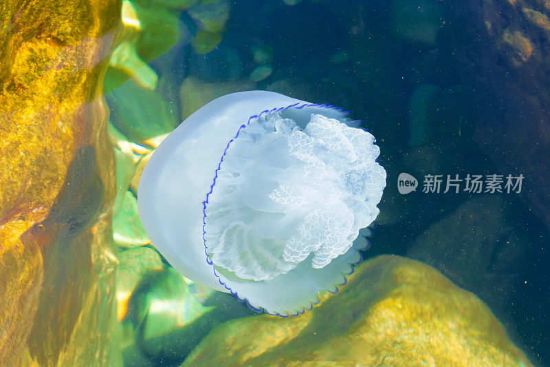 水母在水里。海洋生物。