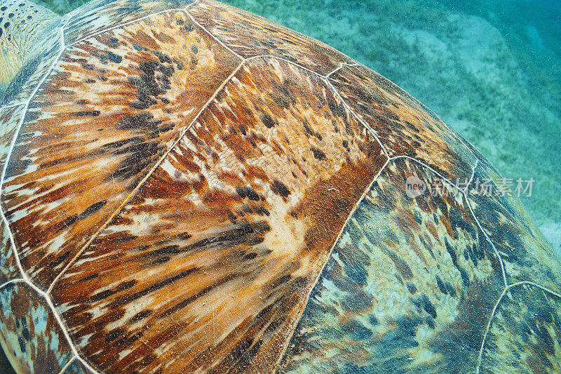 摘要，近距离观察海龟，在水下探索和欣赏，与海龟一起成长。海洋生物