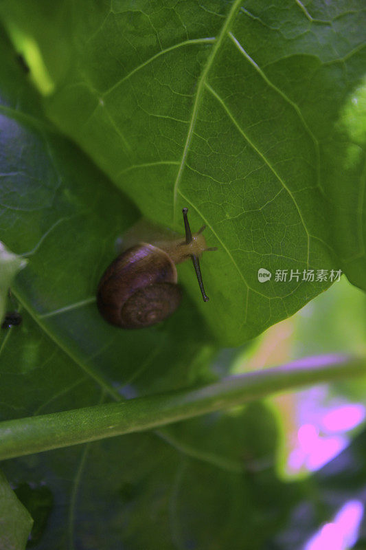 叶子上的小蜗牛