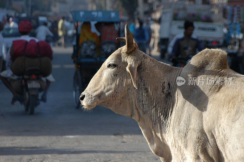 印度斋浦尔的牛和车辆交通