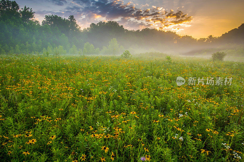 俄亥俄州霍金县的花在雾蒙蒙的早晨盛开