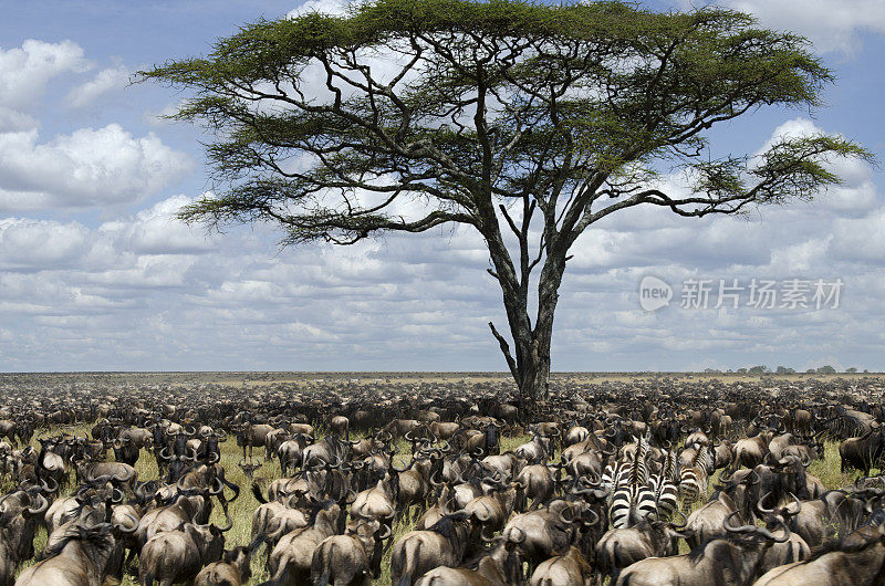 非洲坦桑尼亚塞伦盖蒂国家公园的一群角马正在迁徙