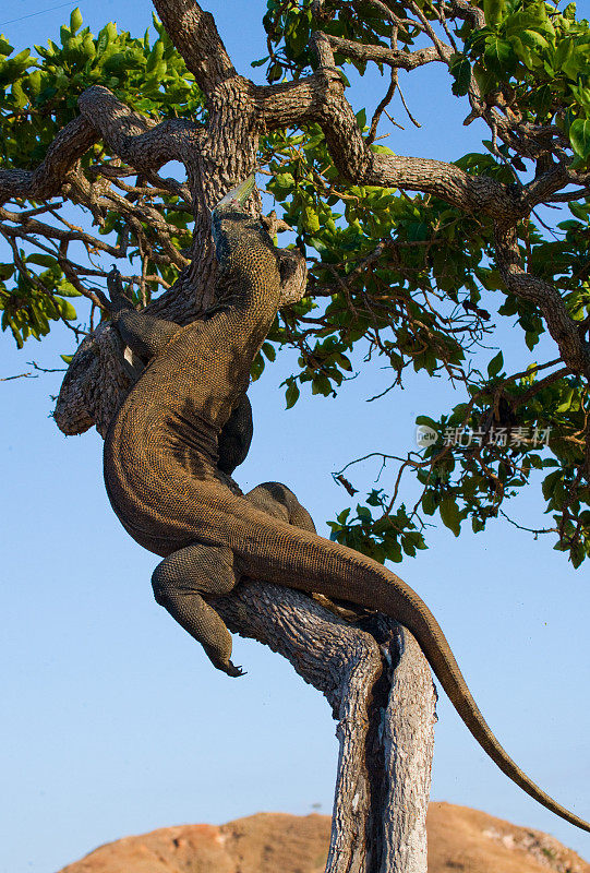 科莫多龙爬上一棵树。
