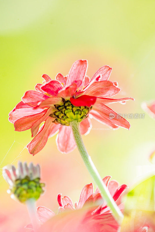 百日菊和芙蓉