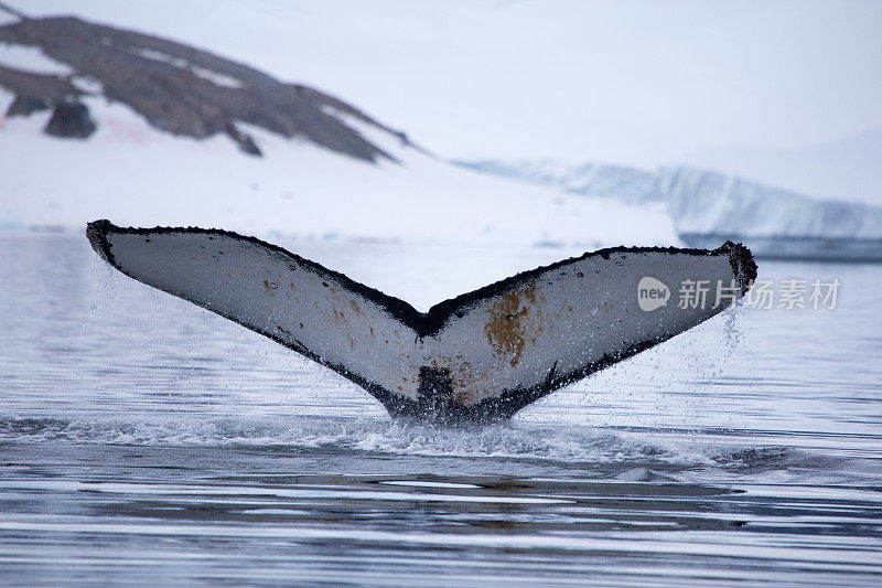 一头座头鲸潜入水中