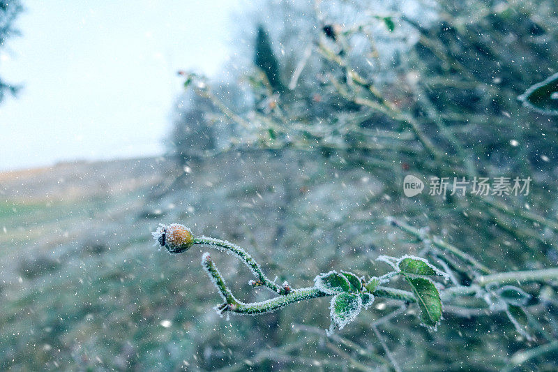 蔷薇果上有早雪