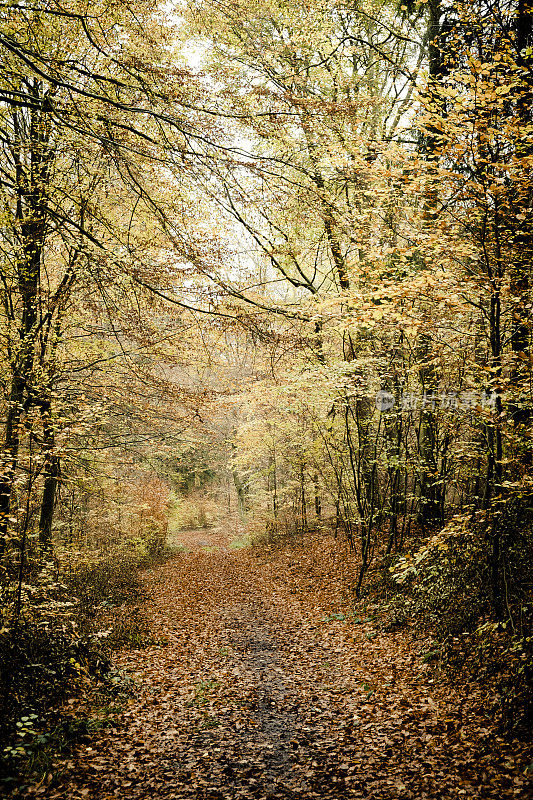 小路在一个山毛榉森林与秋天的颜色在艾菲尔