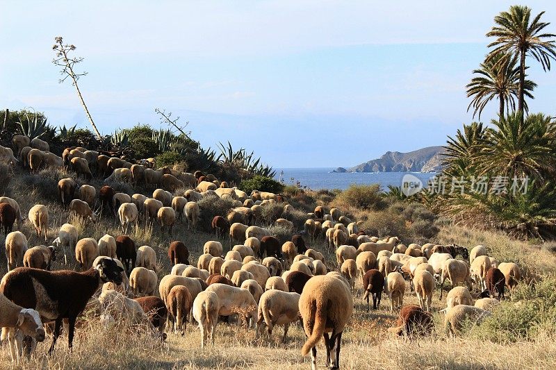 一群羊在西班牙南部的灌木丛中吃草