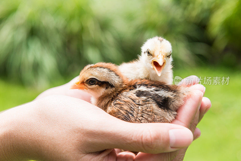 小鸡，小鸡，养小鸡。家禽养殖。农业。