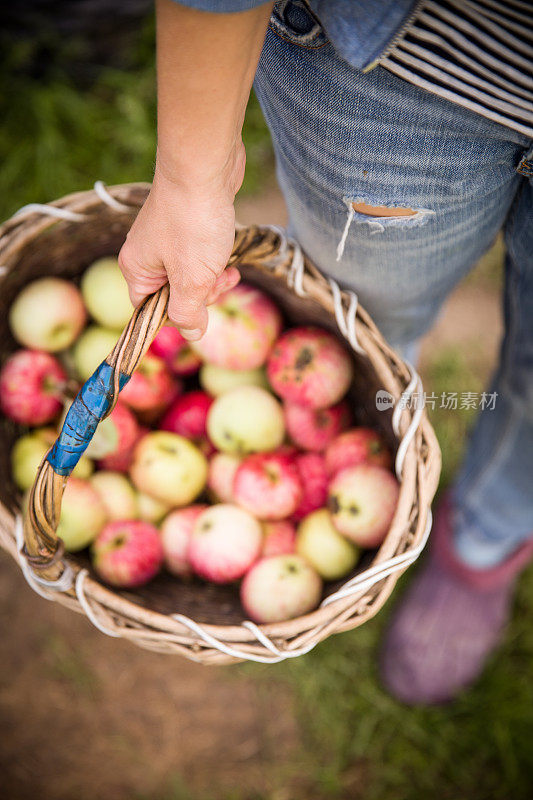 特写的复古篮子与有机苹果在女人的手中。花园的收获。夏天。在户外。提着一大篮子水果的女人。健康的生活方式和饮食。