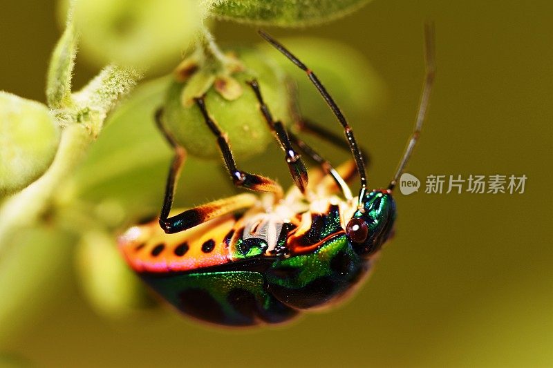 近仰上倒立的小甲虫上果实闪闪发光，背景为深绿色。