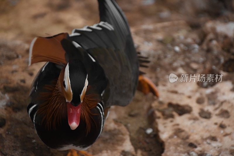 笼子里的鸽子