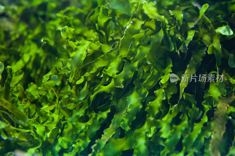 绿色海藻(压缩石莼)。