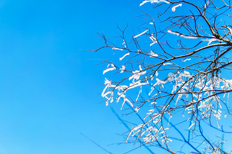 冰雪覆盖树枝