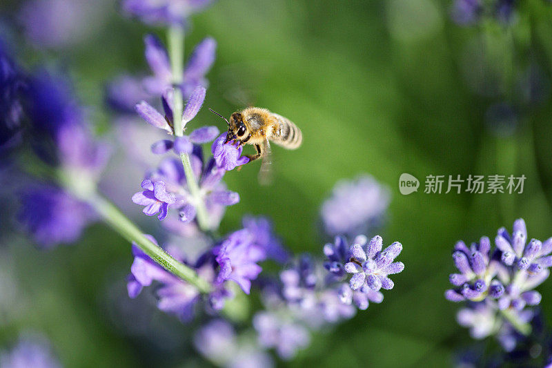 一只蜜蜂坐在薰衣草花上