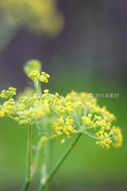 香草花园茴香花