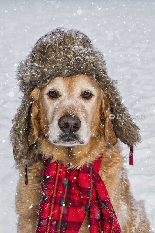 一只戴着帽子和围巾的高级金毛猎犬在雪地里