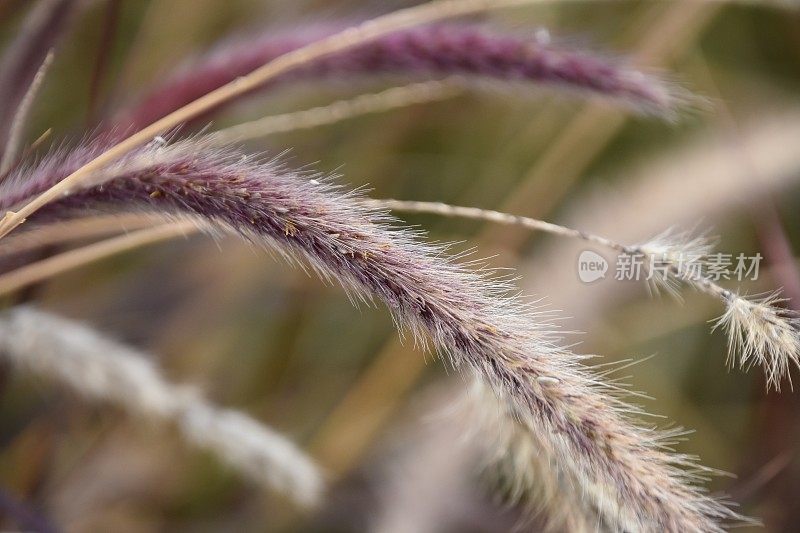 类似小麦的植物