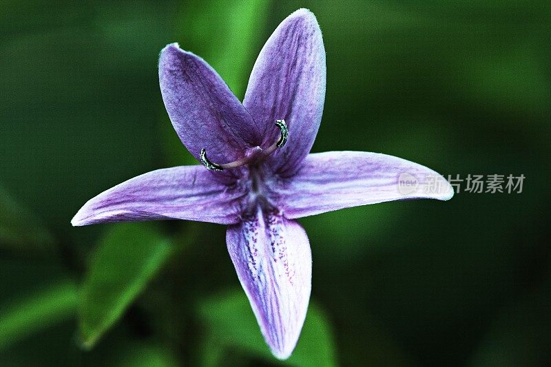近紫花和花粉。