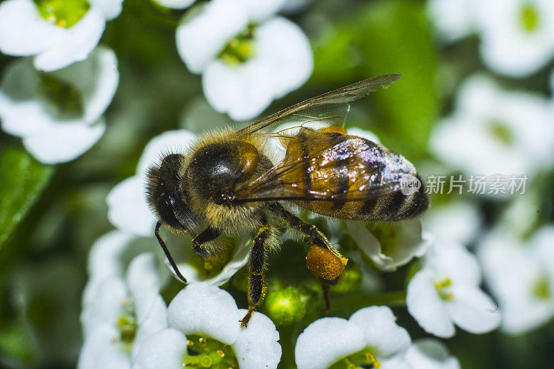 蜜蜂在香雪球