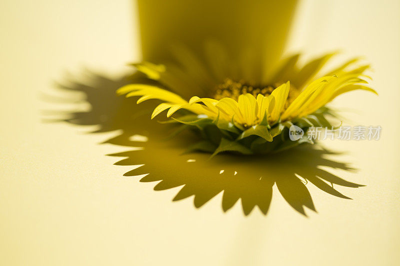 向日葵孤立近黄色花瓶