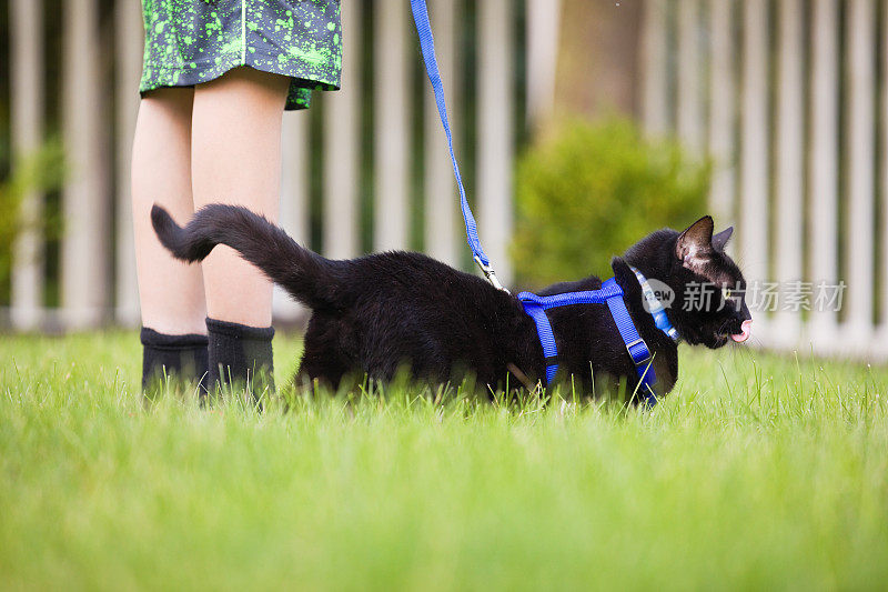 牵着皮带遛猫的男孩