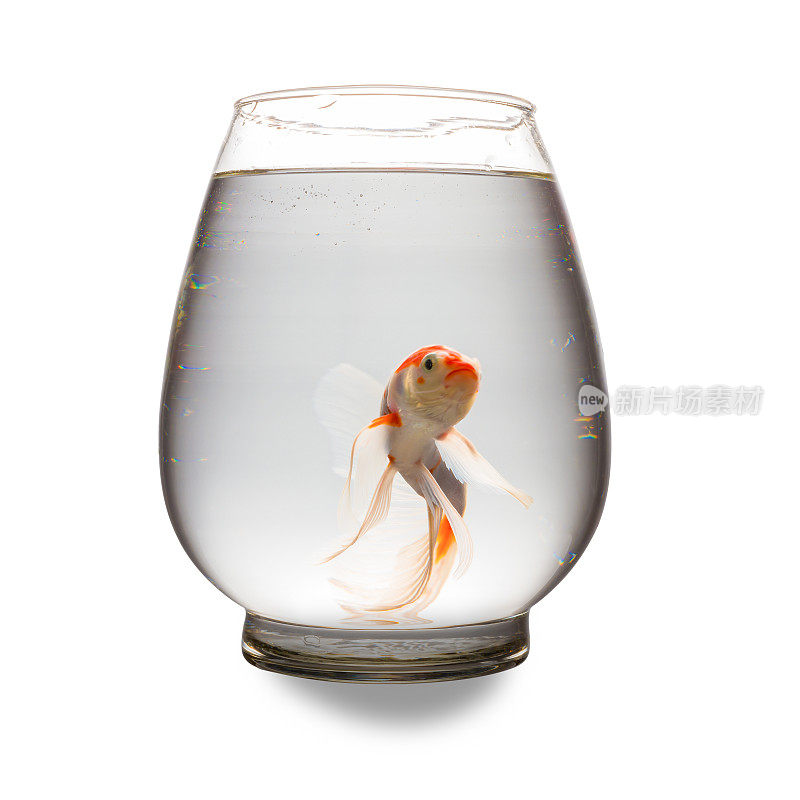橙色和白色的锦鲤看着相机与嘴打开在一个玻璃缸白色与clipping路径