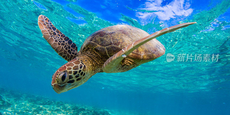 绿海龟在澳大利亚昆士兰的大堡礁上游泳