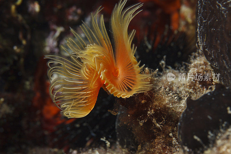 海洋生物螺旋管虫沙贝拉spallanzanii水下之美