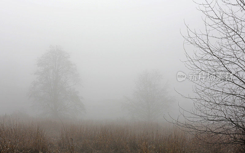 三棵雾中的树，加拿大不列颠哥伦比亚省