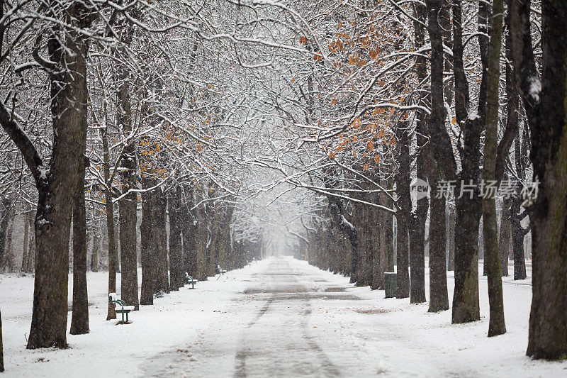 四季-空旷的雪地里的乡间小路上有树，浅的焦点