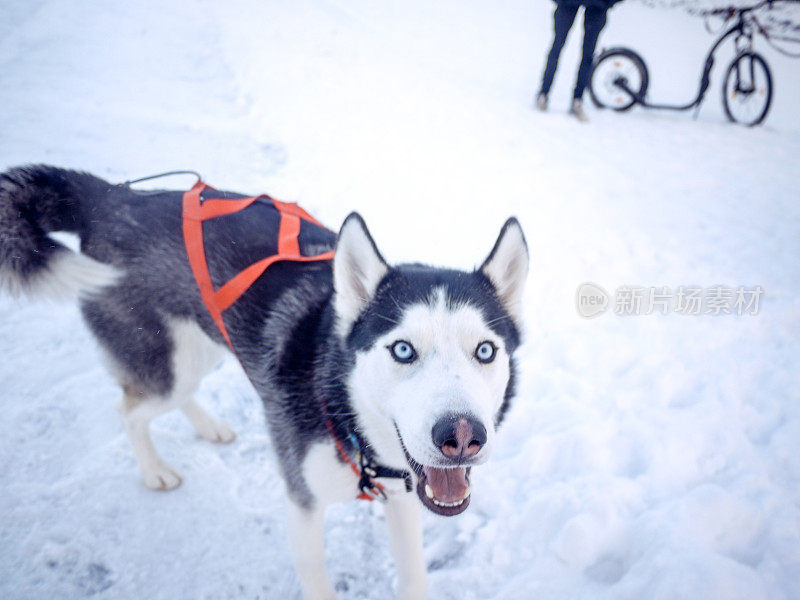 哈士奇雪橇狗，Mushing训练自行车在背景