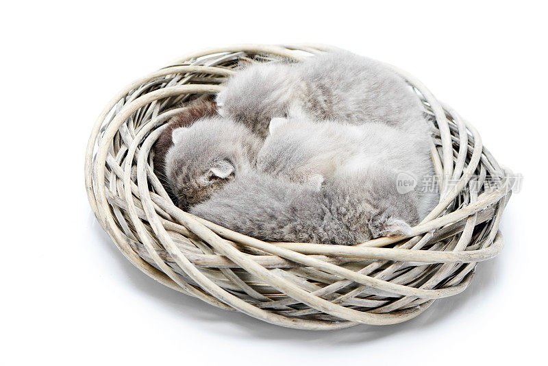 小新生灰色毛茸茸可爱的小猫一起睡在白色的柳条花环在白色照相馆