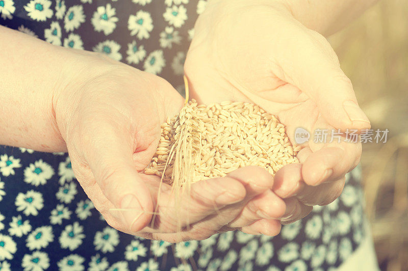 收获时间。一位老妇人的手中正握着一把麦粒，特写。