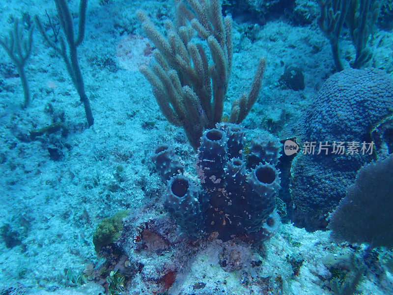 软珊瑚和海绵