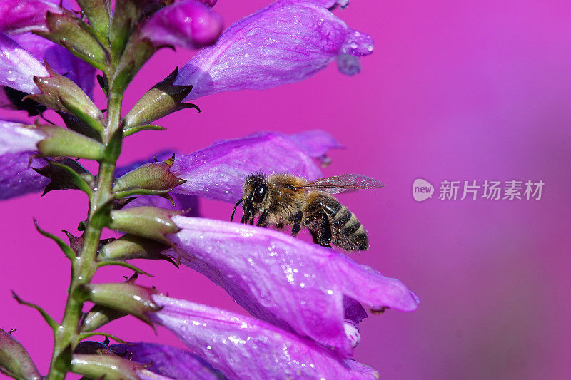 蜜蜂与雨滴