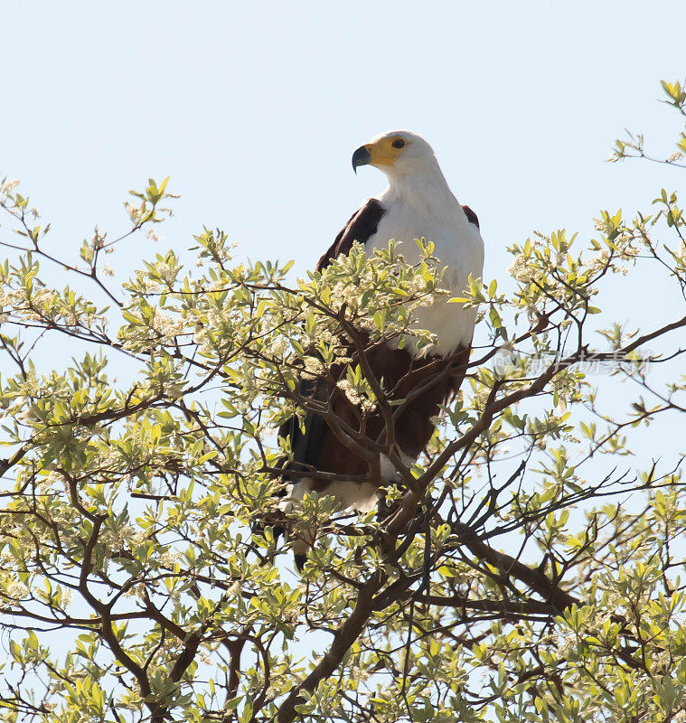 非洲Fish-Eagle