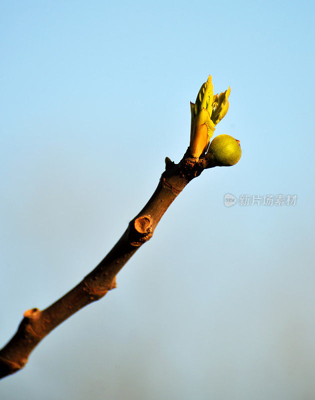 春天无花果树的树枝。